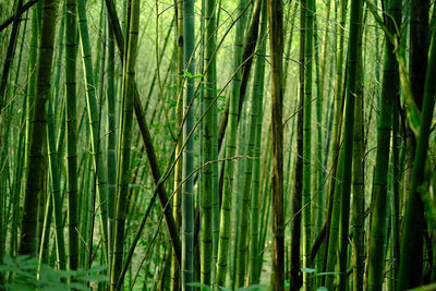 Ist Bambus nachhaltig?